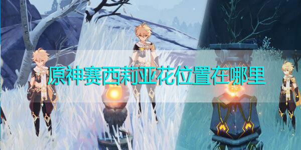 原神赛西莉亚花位置在哪里-原神赛西莉亚花位置攻略