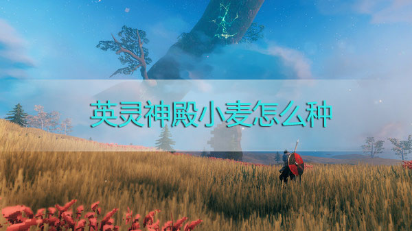 英灵神殿小麦怎么种-英灵神殿小麦种植方法