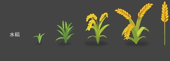 摩尔庄园水稻怎么获得-水稻种子免费获取方法