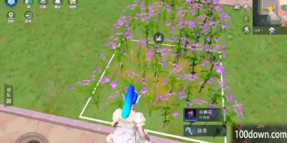 和平精英花圃种子在哪买